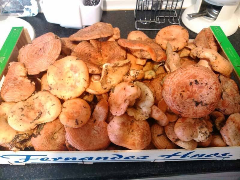 Nícalos recién recogidos