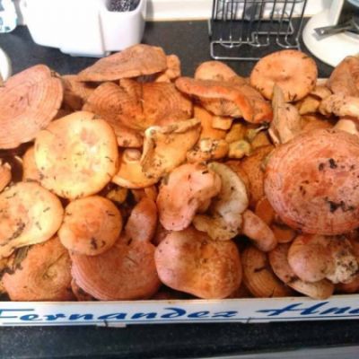 Nícalos recién recogidos